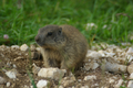 Cucciolo di marmotta