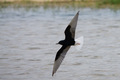 Il mignattino alibianche in volo sulla laguna