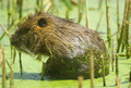La nutria vista di profilo