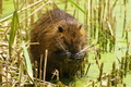 La nutria ancora assorta nella toletta