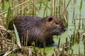 La nutria ha terminato la sua pulizia