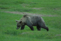 Orso bruno esemplare giovane sul prato