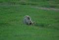 Orso bruno in un avallamento del terreno