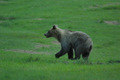 L'orso sorpreso inizia a correre