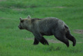 La potente corsa dell'orso