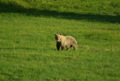 Orso bruno un grosso esemplare in mezzo al prato