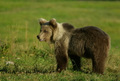 Un magnifico giovane orso bruno