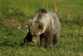 L'orso con la zampa rovista il terreno