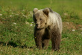 L'orso sempre più vicino