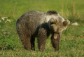 L'orso sempre in cerca di cibo