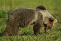 L'orso fiuta il fiorellino