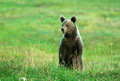 Cucciolo d'orso ritto sulle zampe