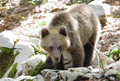 Cucciolo di orso bruno