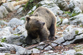 La femmina d'orso guarda verso il bosco