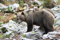 Il cucciolo e la mamma