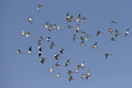 Volo di limicoli
