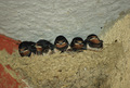 Cinque piccole rondini in attesa nel nido