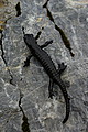 Salamandra nera che si arrampica