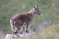 Cucciolo di stambecco