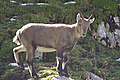 Cucciolo di stambecco