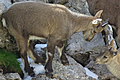 Cuccioli di stambecco che si fronteggiano