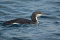 Strolaga mezzana sul mare