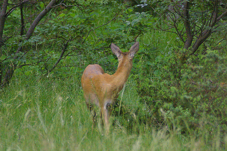 Mamma capriolo