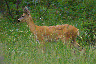 Mamma capriolo