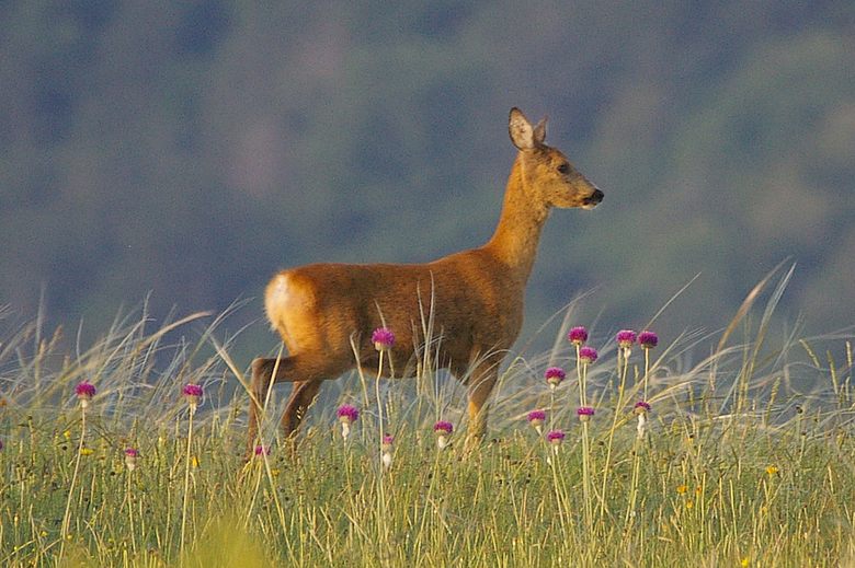 Capriolo femmina