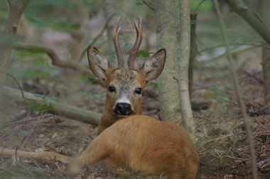 Capriolo maschio