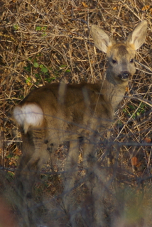 Capriolo femmina