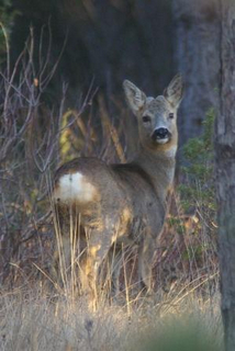 Capriolo maschio