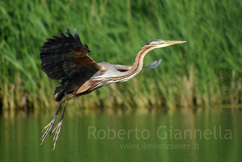 Eleganza in volo