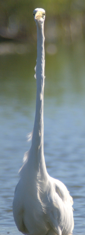 Airone bianco