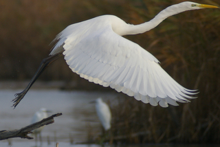 Airone bianco maggiore in volo