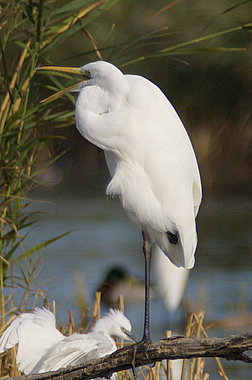 Airone bianco maggiore