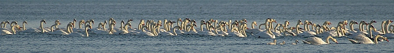 Cigni sul mare