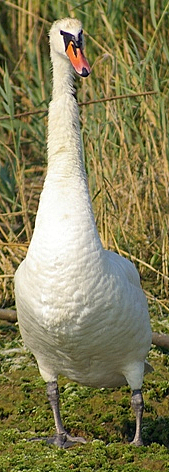 Cigno reale