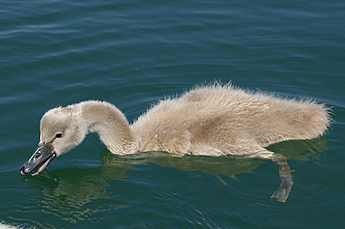 Il piccolo cigno reale