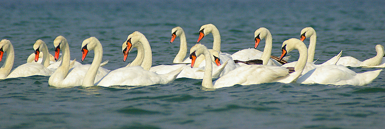 Cigni reali sul mare