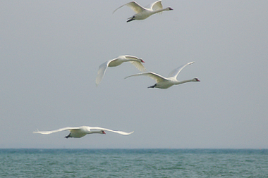 Cigni reali in volo