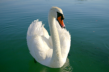 Cigno reale adulto