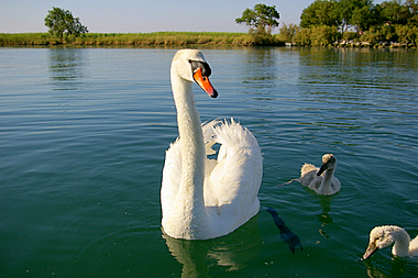 Cigno reale adulto con due piccoli