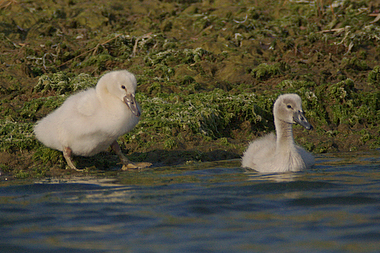 Due piccoli cigni scendono in acqua