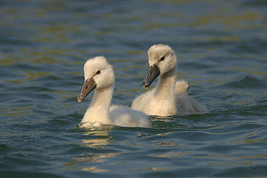 Due piccoli cigni nuotano