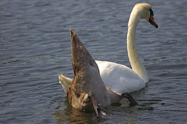 Immaturo che pesca e adulto