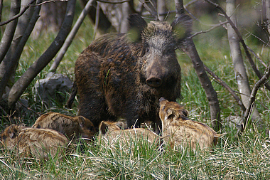 mamma cinghiale e i suoi cuccioli