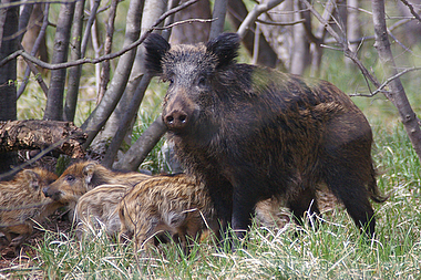 Mamma cinghiale mi guarda mentre i cuccioli grufolano