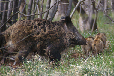 Cinghiale femmina