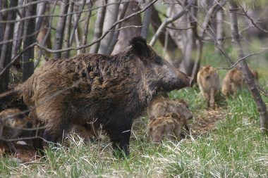 Mamma cinghiale si allontana